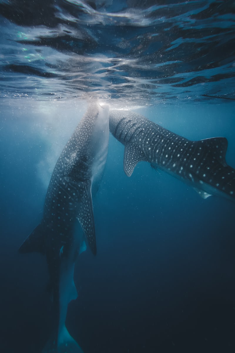 Whale shark tour
